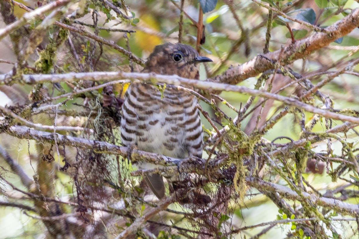 Rufous-throated Bronze-Cuckoo - ML640071341