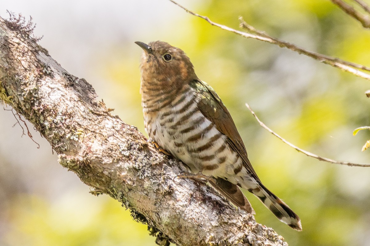 Rufous-throated Bronze-Cuckoo - ML640071342