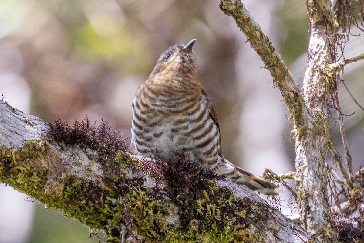 Rufous-throated Bronze-Cuckoo - ML640071343