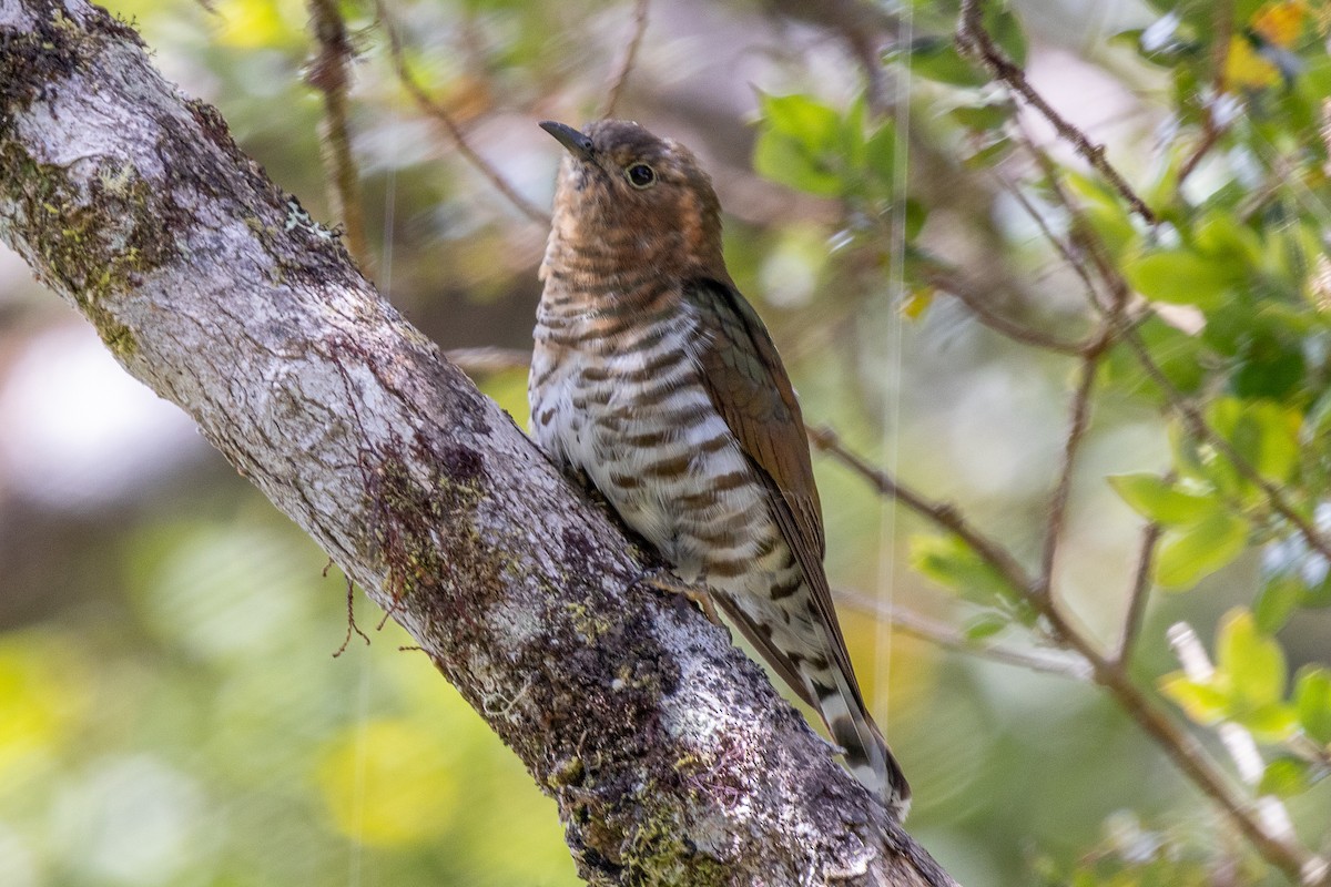 Rufous-throated Bronze-Cuckoo - ML640071344