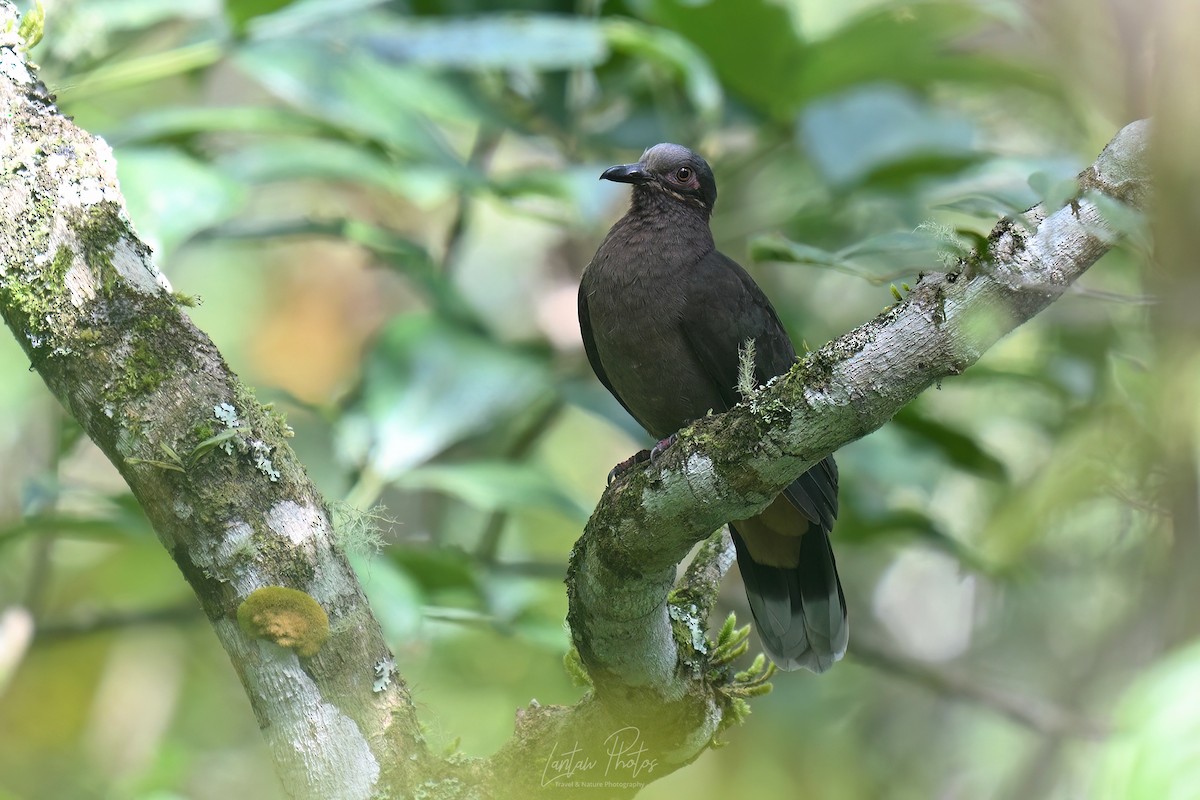 Amethyst Brown-Dove - ML640071419