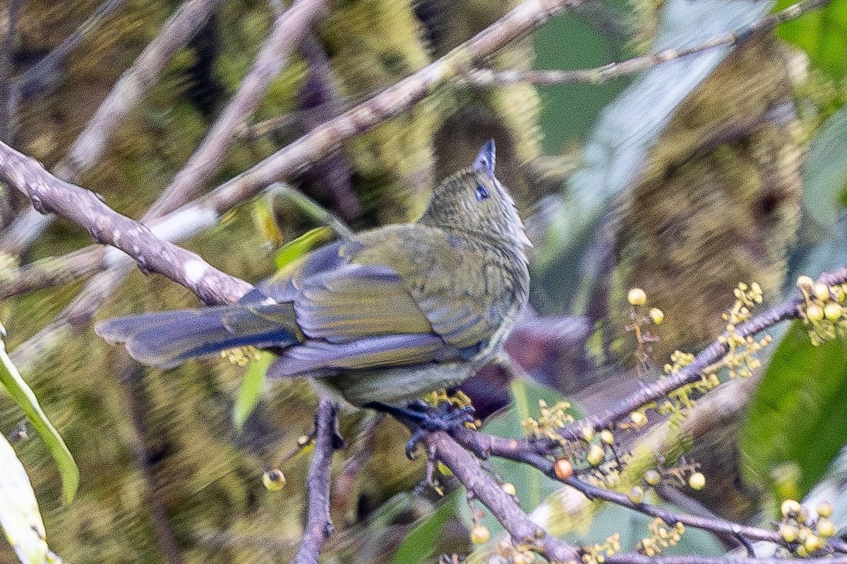 Fan-tailed Berrypecker - ML640071428