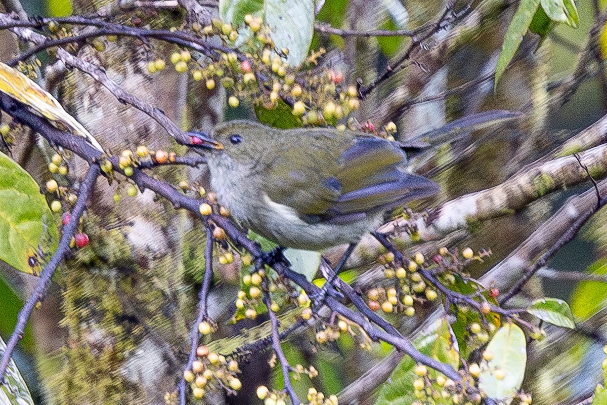 Fan-tailed Berrypecker - ML640071429