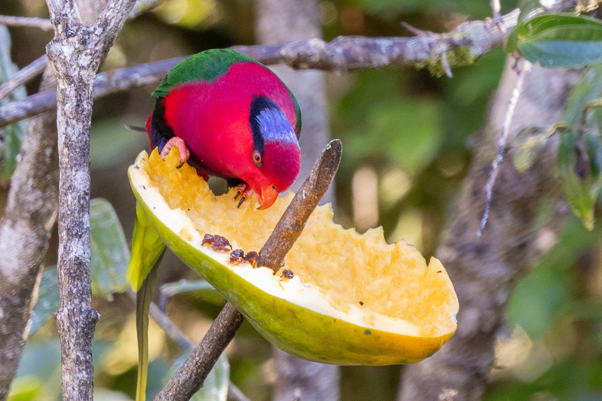 Stella's Lorikeet - ML640071449