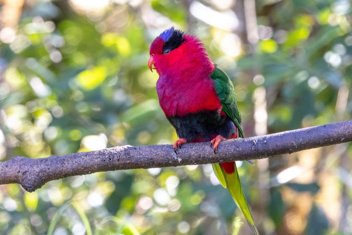 Stella's Lorikeet - ML640071450
