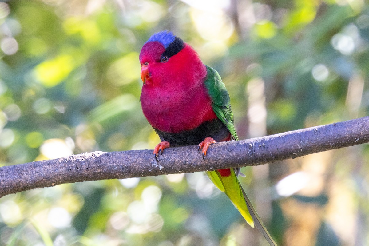 Stella's Lorikeet - ML640071451