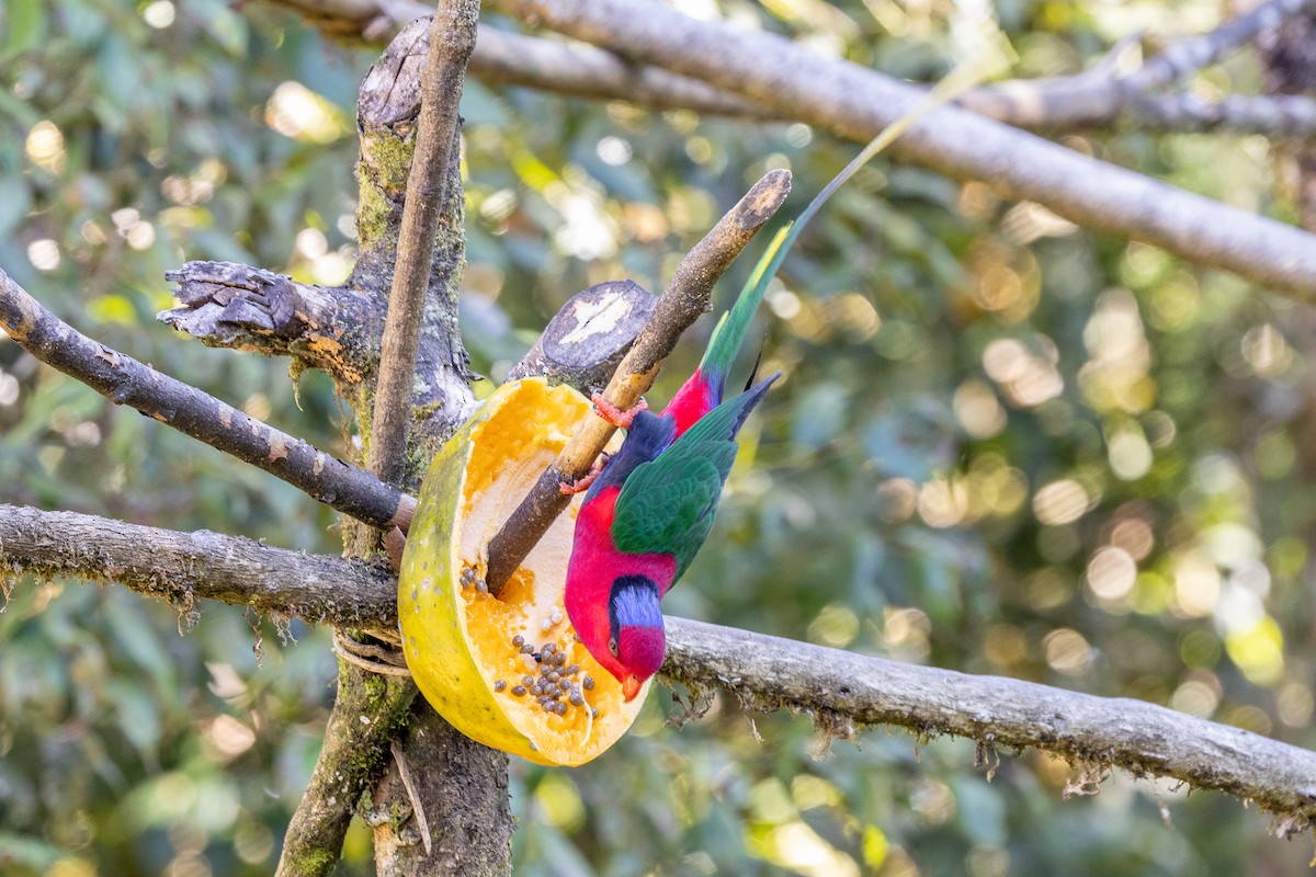 Stella's Lorikeet - ML640071452