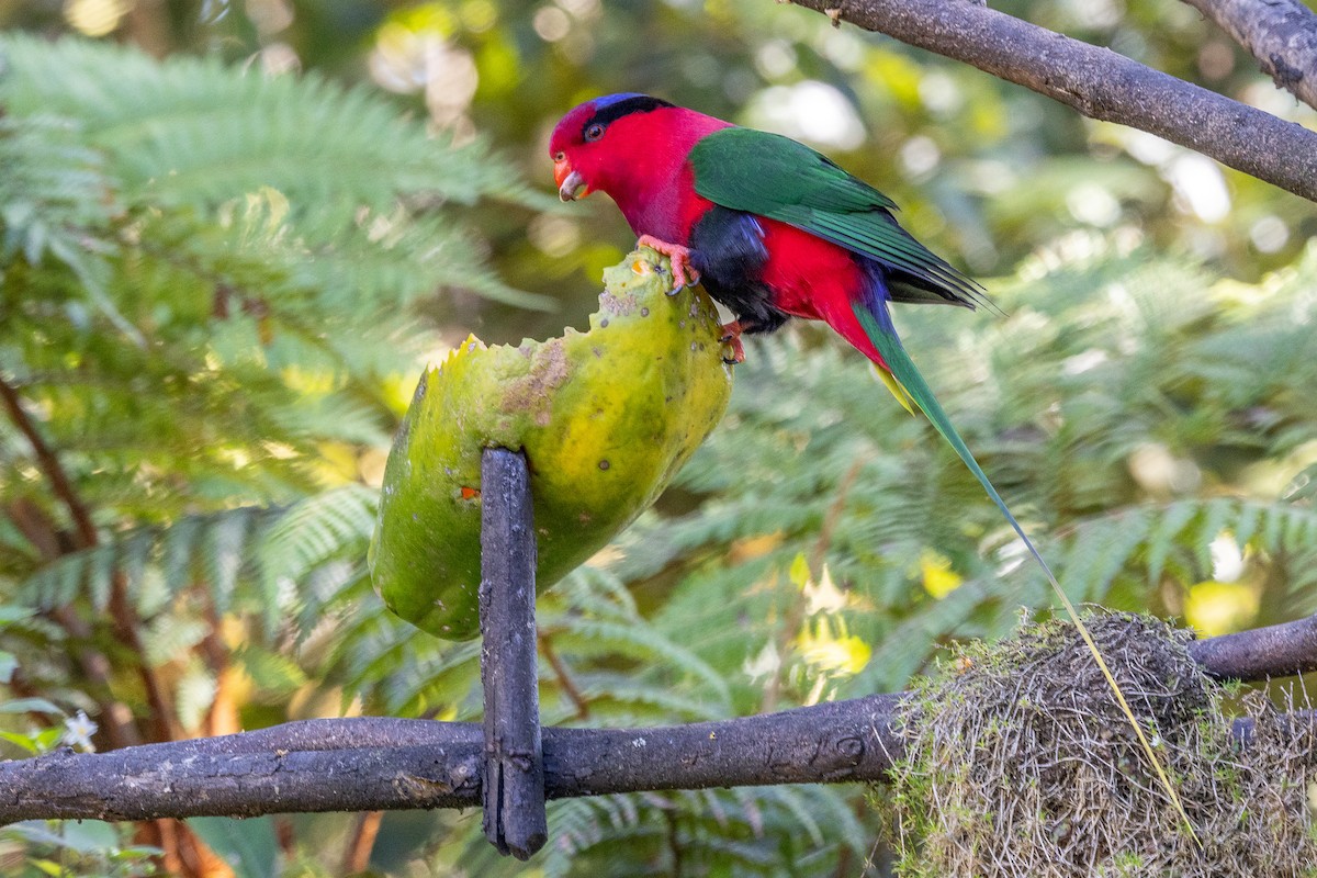 Stella's Lorikeet - ML640071453