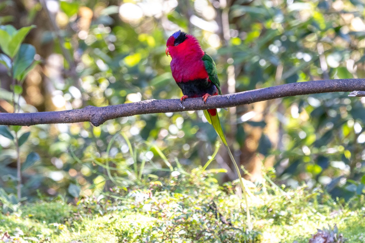 Stella's Lorikeet - ML640071454