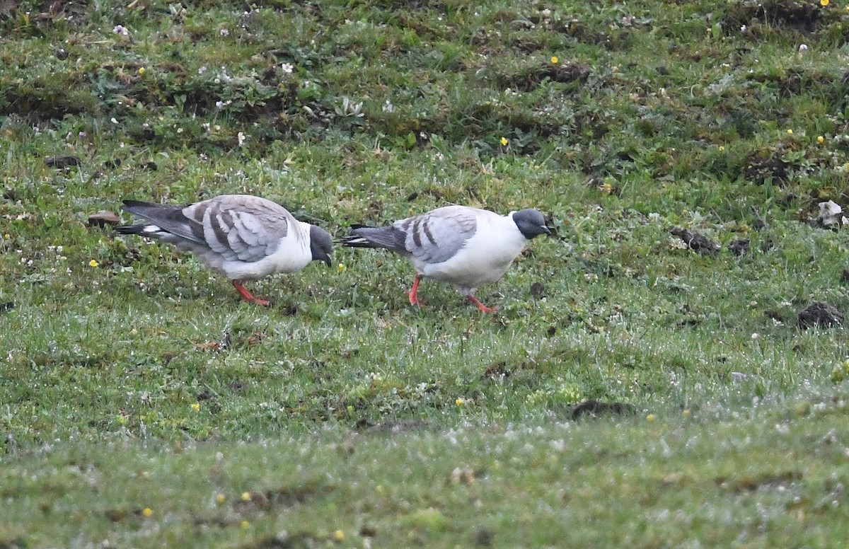 Snow Pigeon - ML640071536