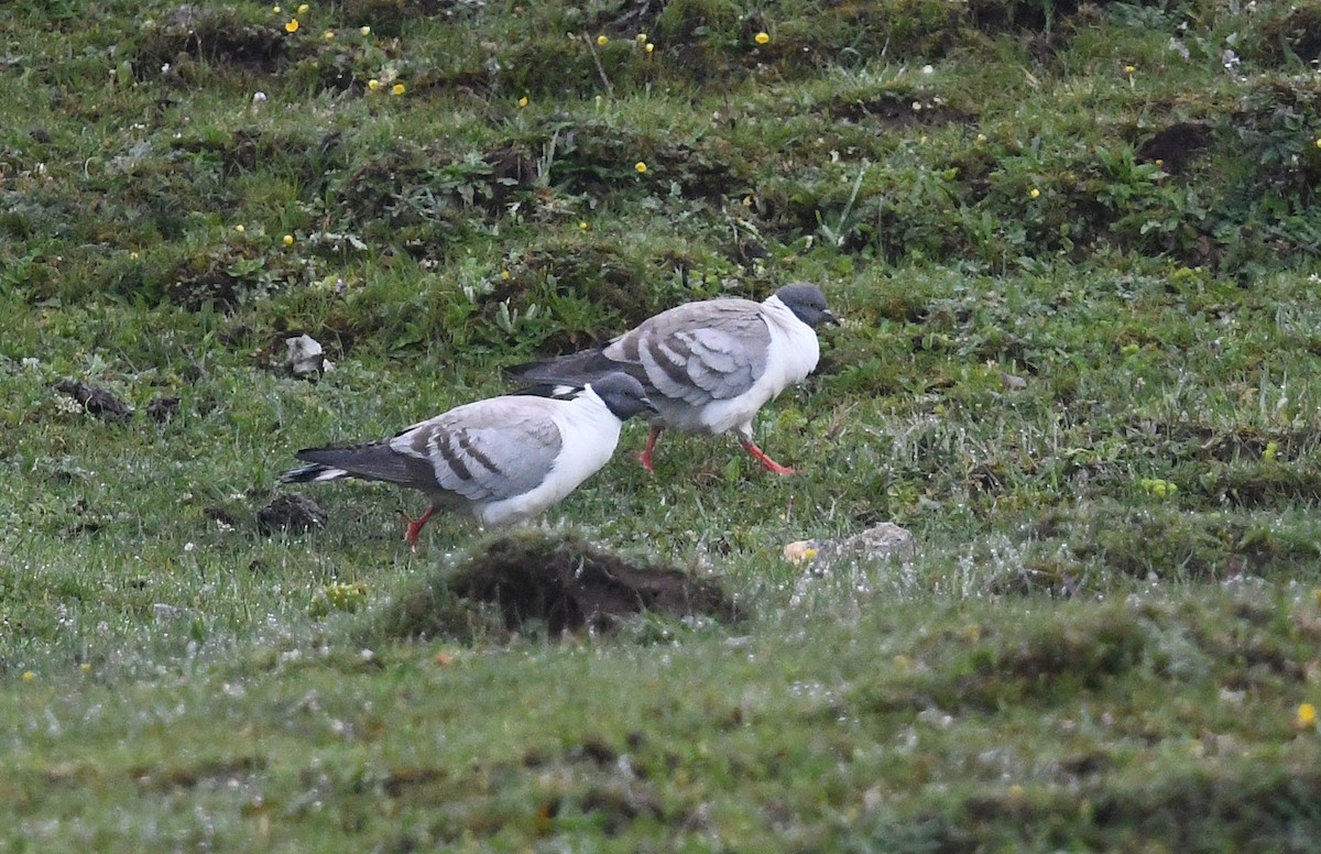 Snow Pigeon - ML640071539