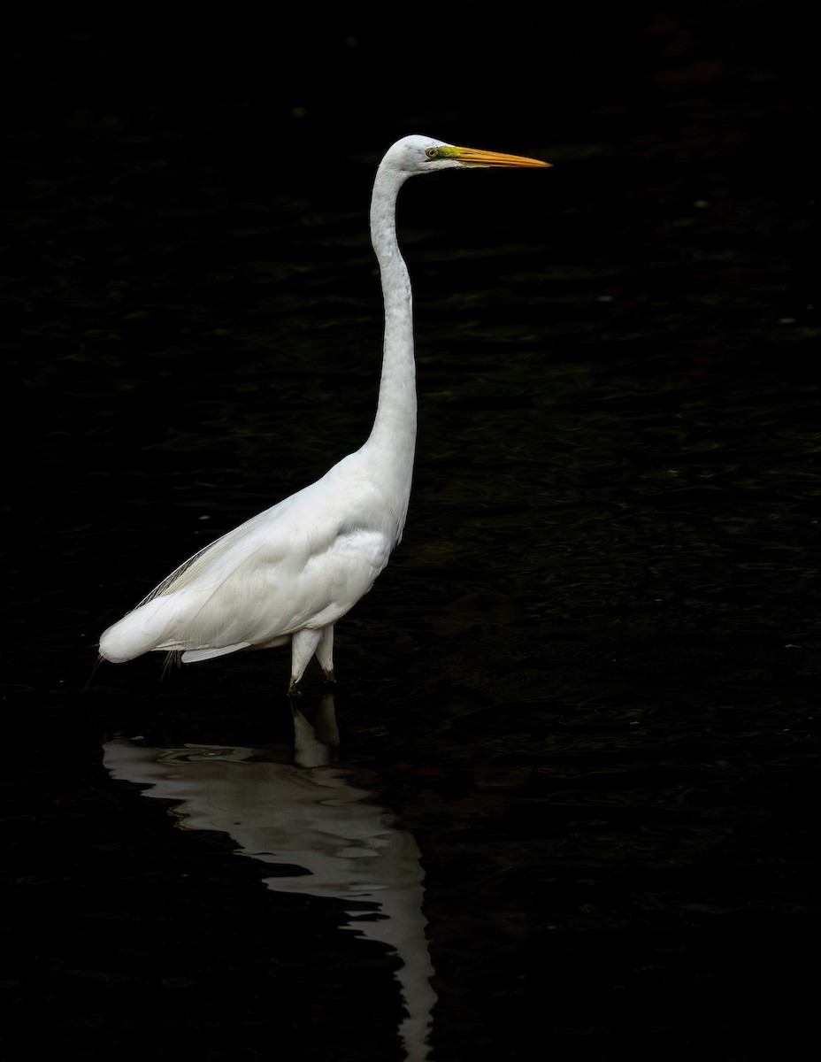 Great Egret - ML640071540