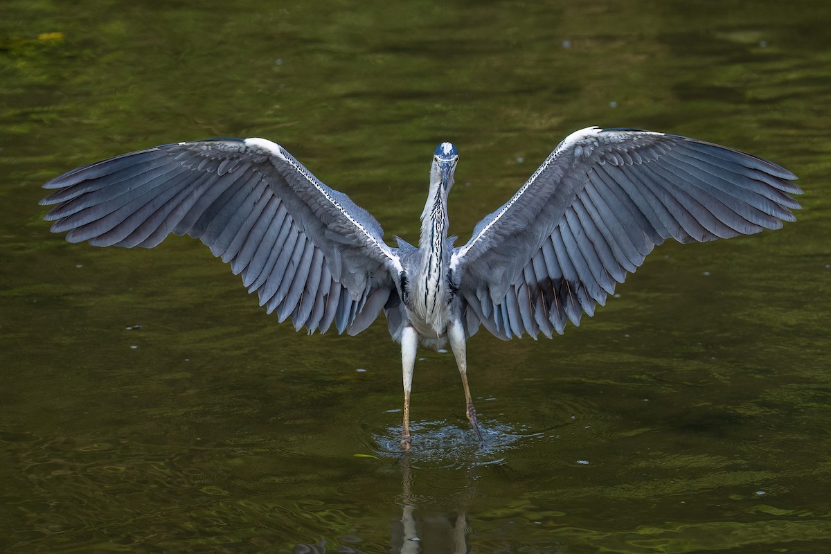 Gray Heron - ML640071544