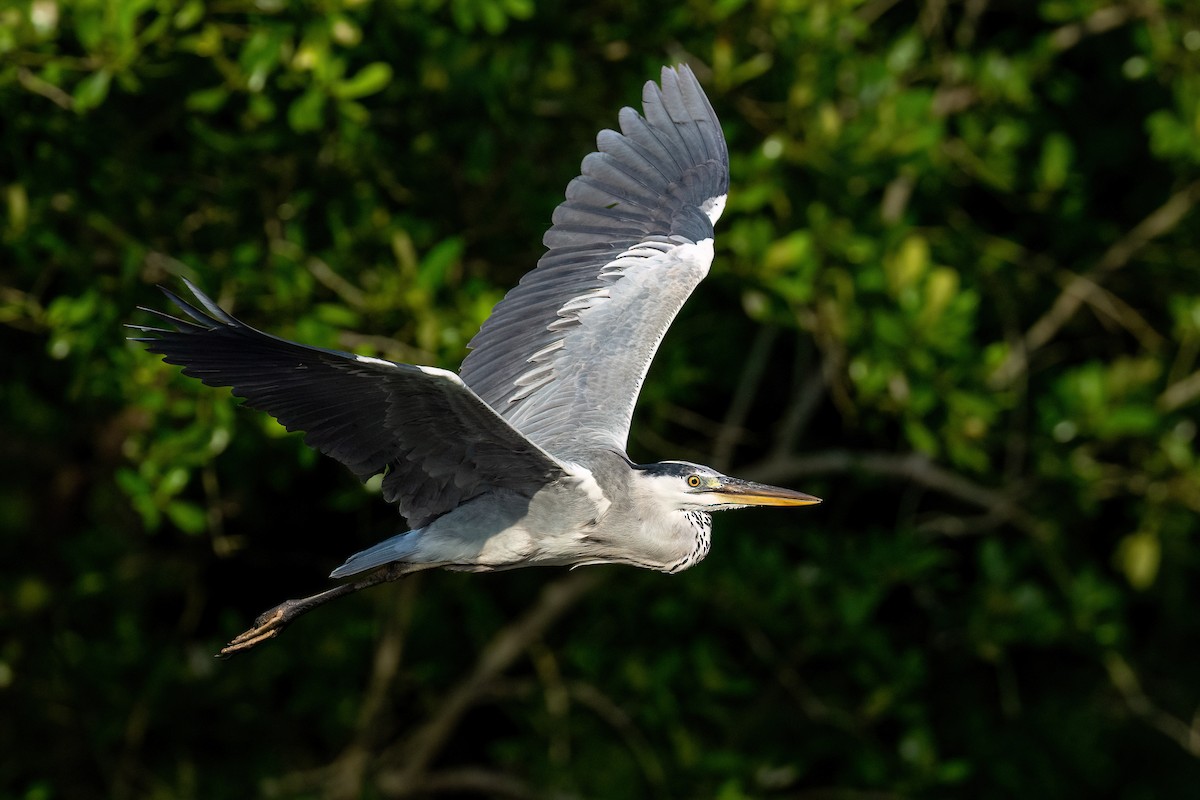 Gray Heron - ML640071545