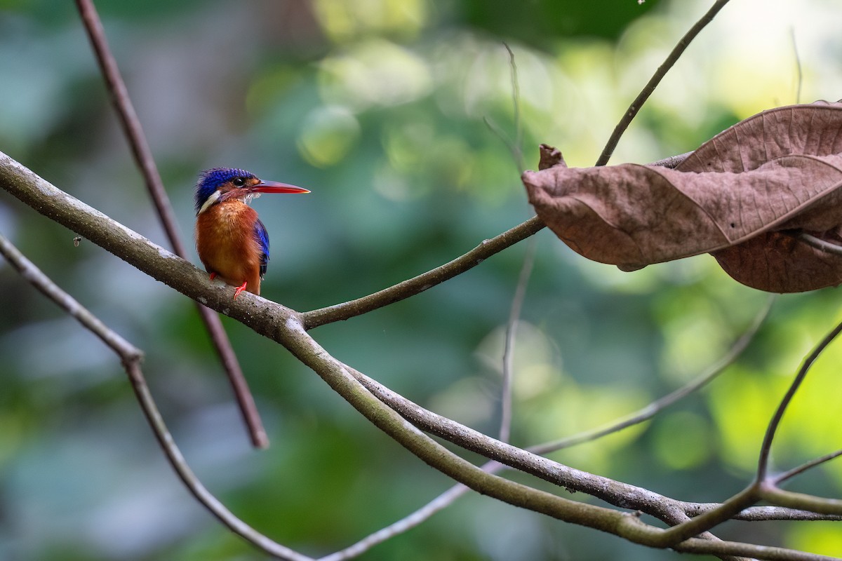 Blue-eared Kingfisher - ML640071548