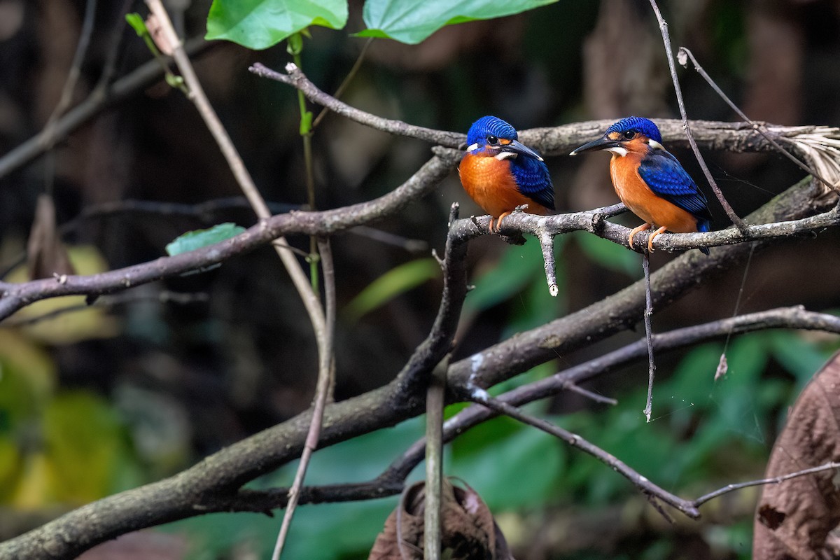 Blue-eared Kingfisher - ML640071550