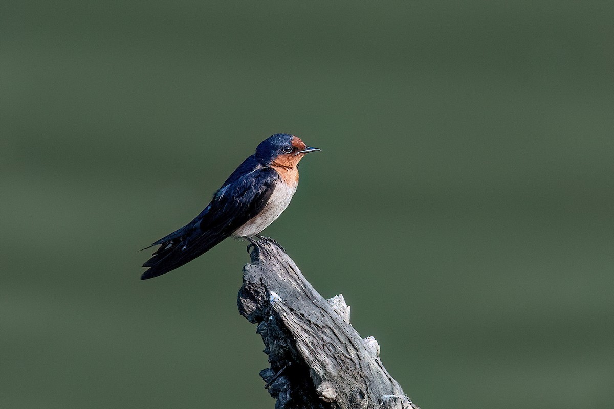 Pacific Swallow - ML640071561