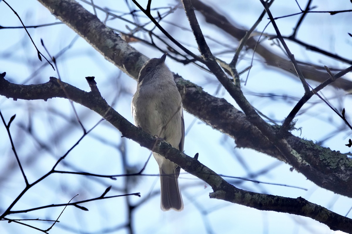 Golden Whistler (Eastern) - ML640071599