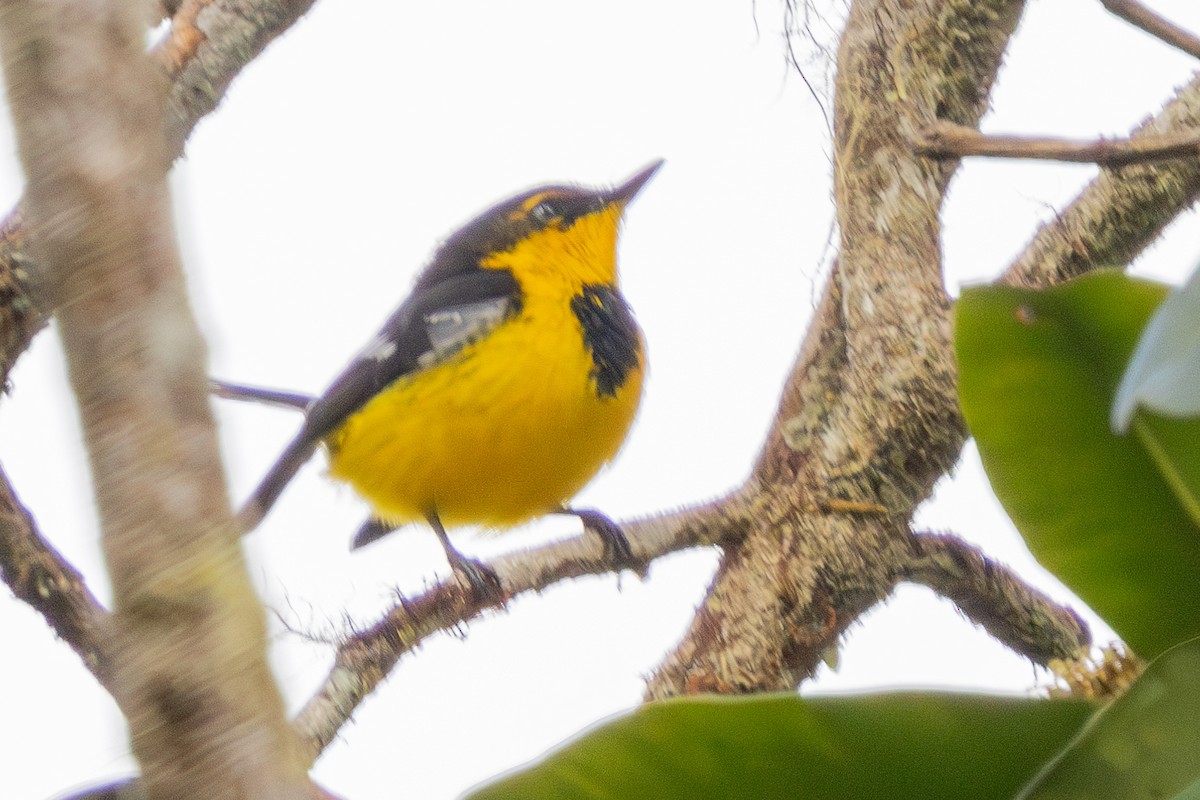 Black-breasted Boatbill - ML640071619