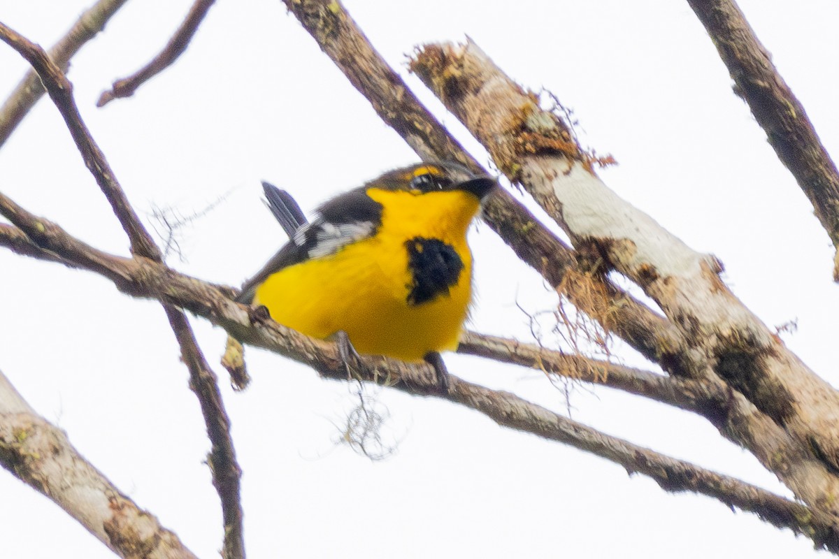 Black-breasted Boatbill - ML640071620
