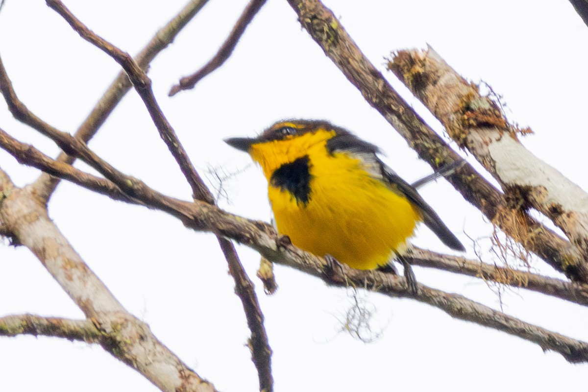 Black-breasted Boatbill - ML640071621