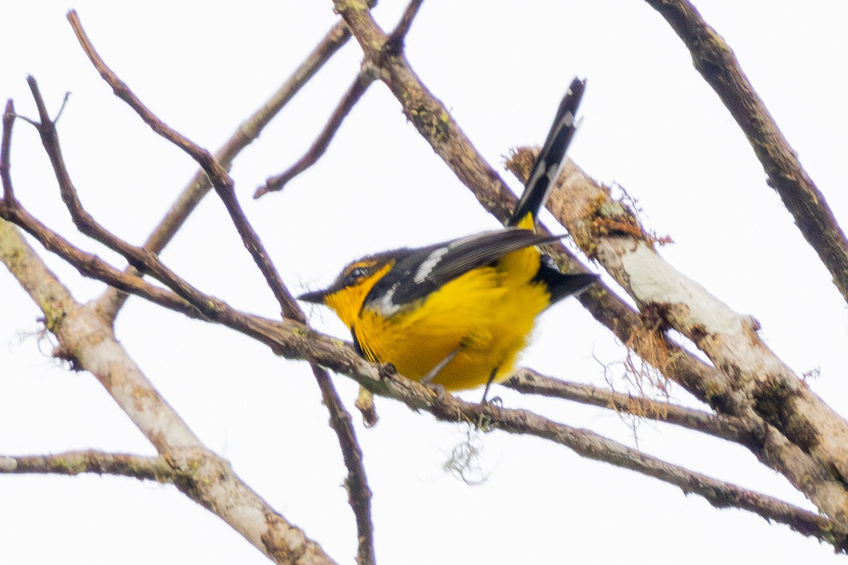 Black-breasted Boatbill - ML640071622