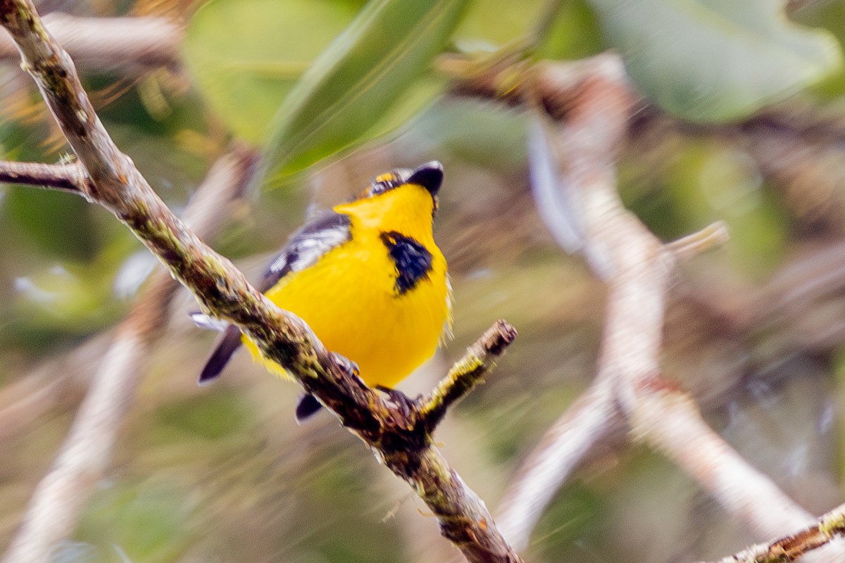 Black-breasted Boatbill - ML640071624