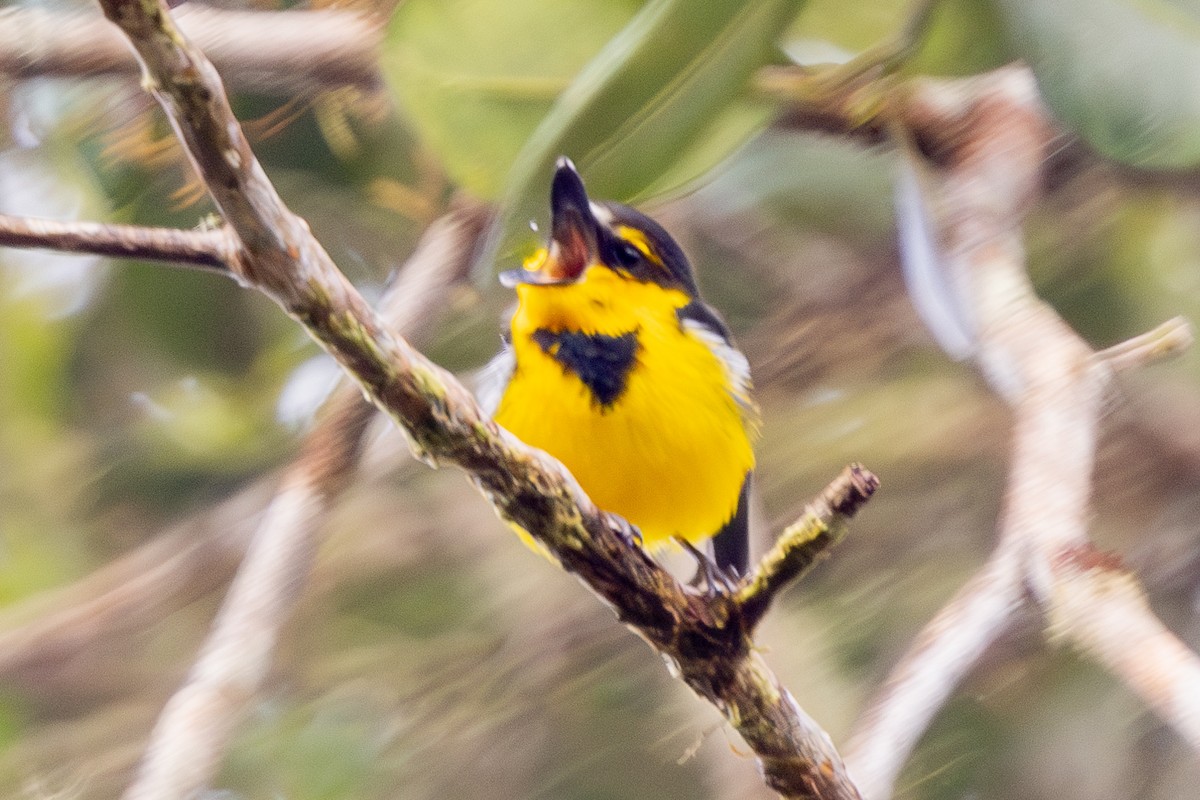 Black-breasted Boatbill - ML640071625