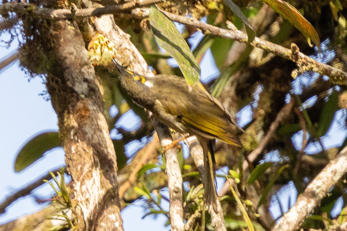 Black-throated Honeyeater - ML640071636