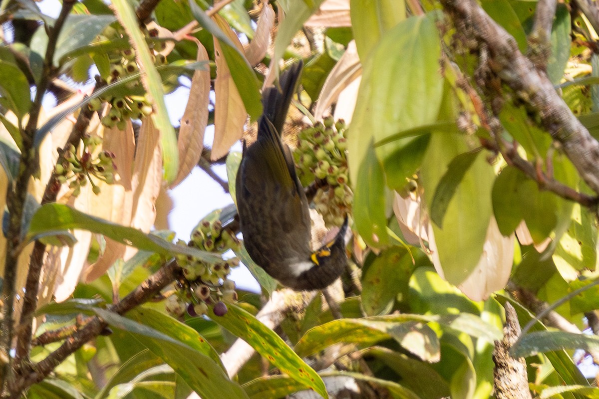Black-throated Honeyeater - ML640071637