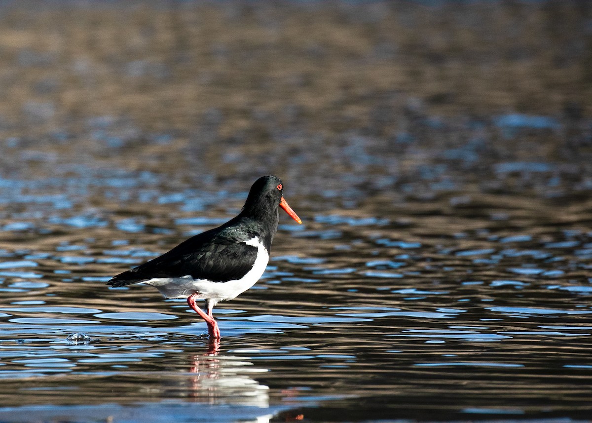 Pied Oystercatcher - ML640071645