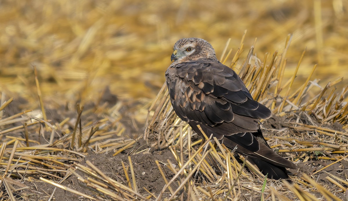 Montagu's Harrier - ML640071653