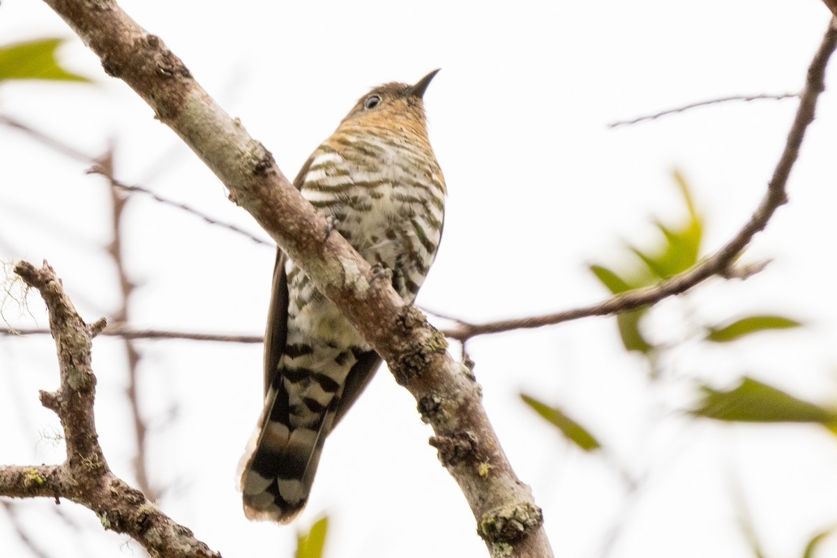 Rufous-throated Bronze-Cuckoo - ML640071656