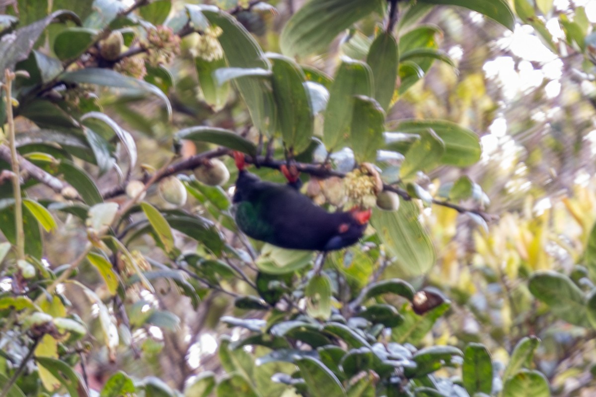 Stella's Lorikeet - ML640071738