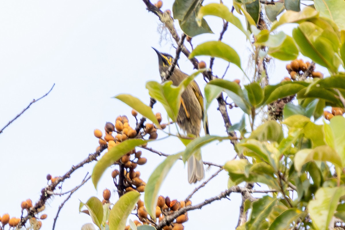 Black-throated Honeyeater - ML640071745