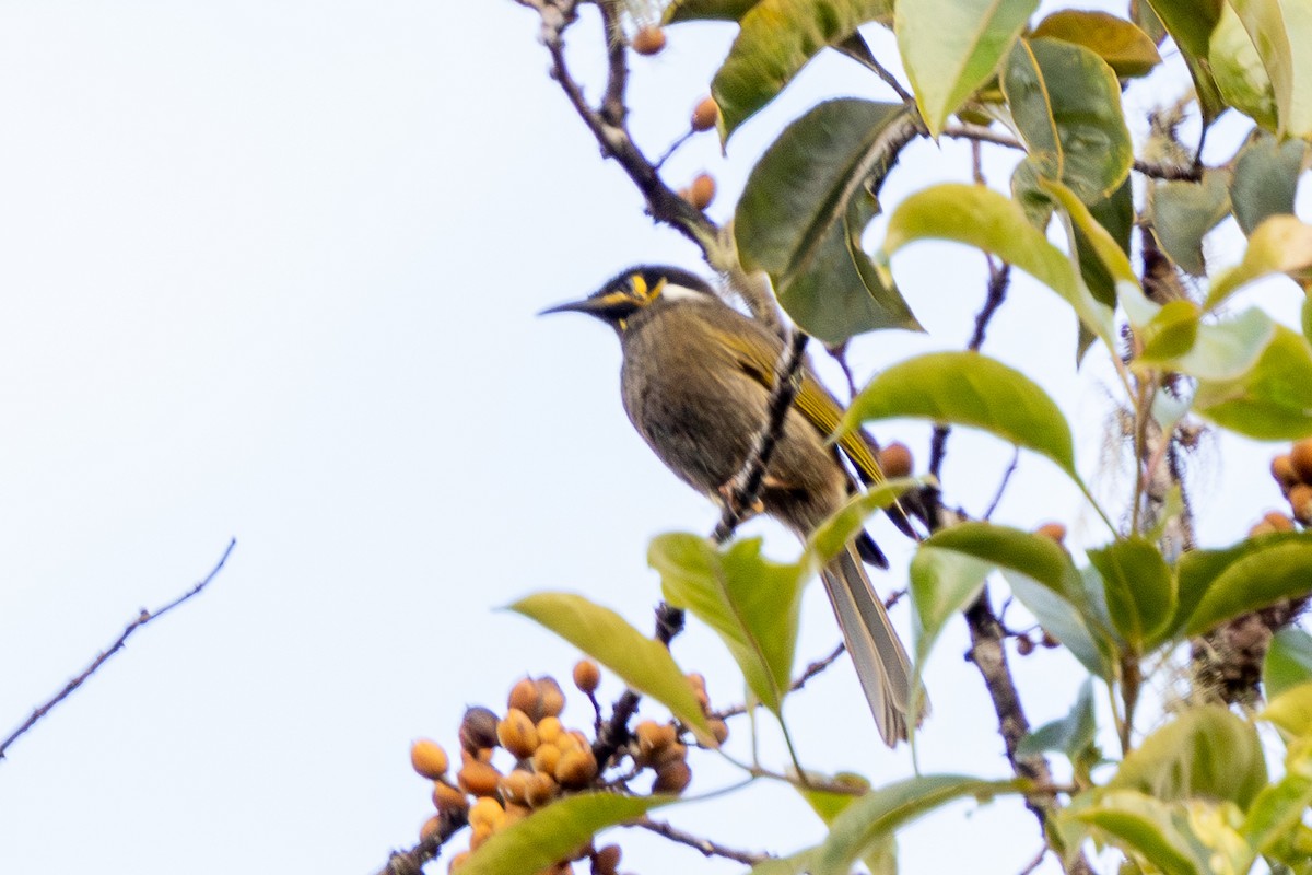 Black-throated Honeyeater - ML640071746