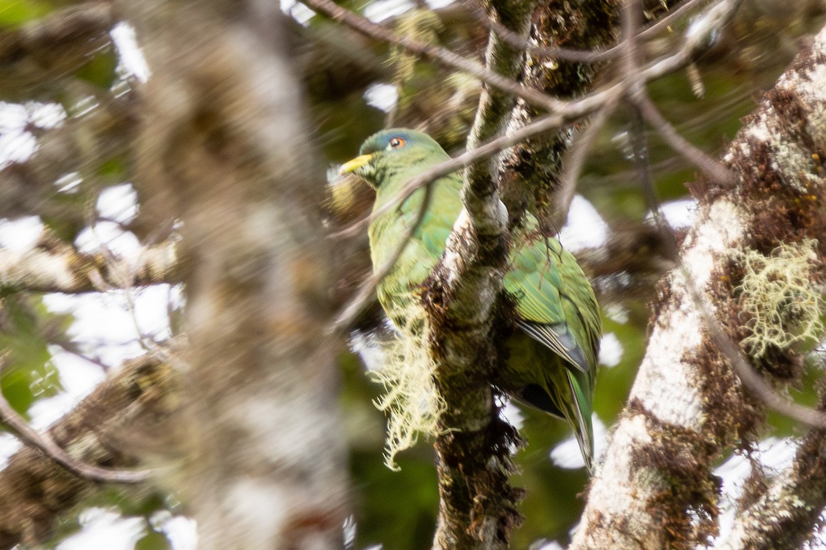 White-breasted Fruit-Dove - ML640071748