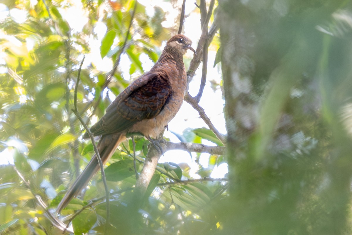 Amboyna Cuckoo-Dove - ML640071781