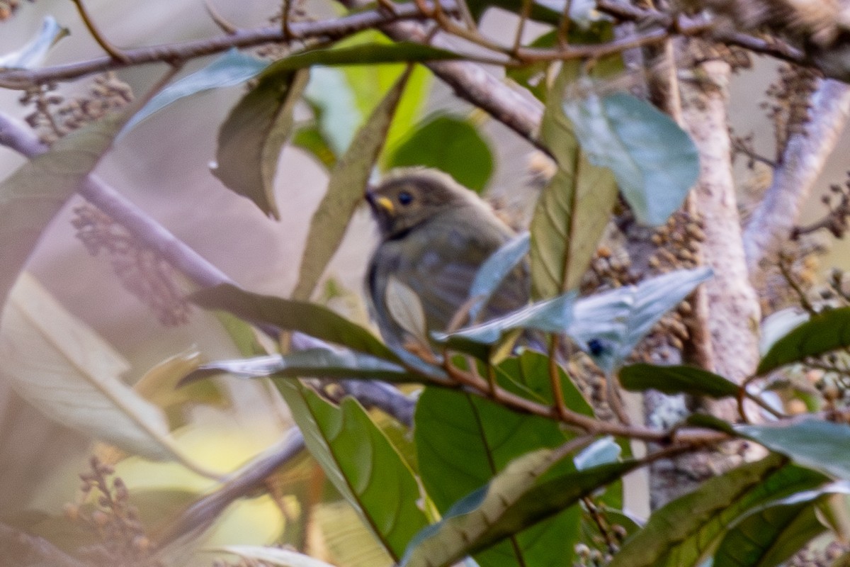 Streaked Berrypecker - ML640071788
