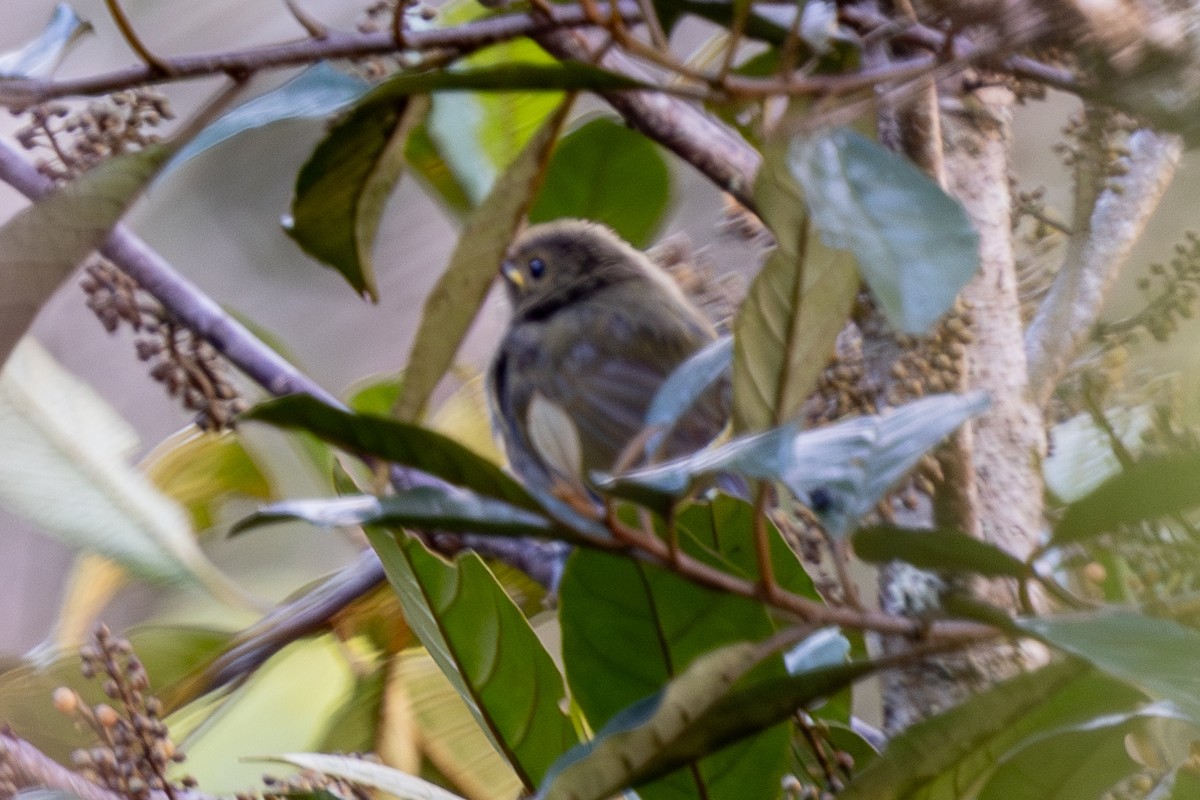 Streaked Berrypecker - ML640071789