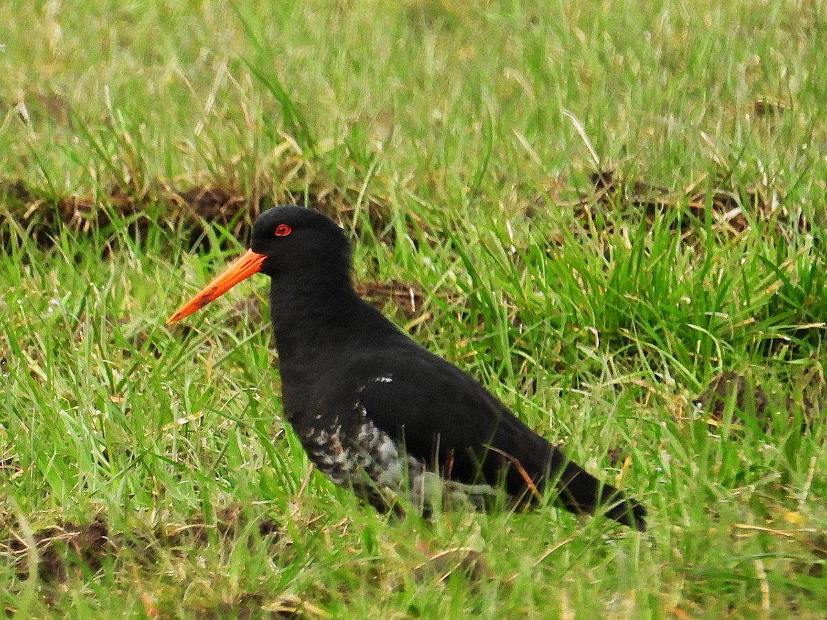 Variable Oystercatcher - ML640071791