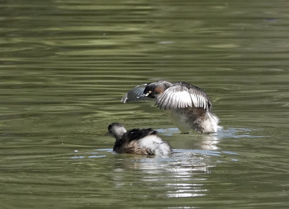 Australasian Grebe - ML640071797