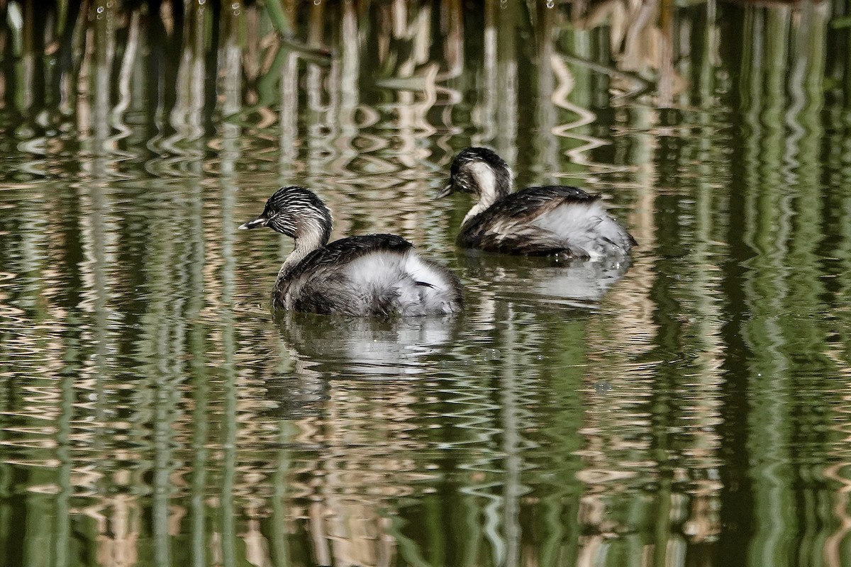 Hoary-headed Grebe - ML640071806