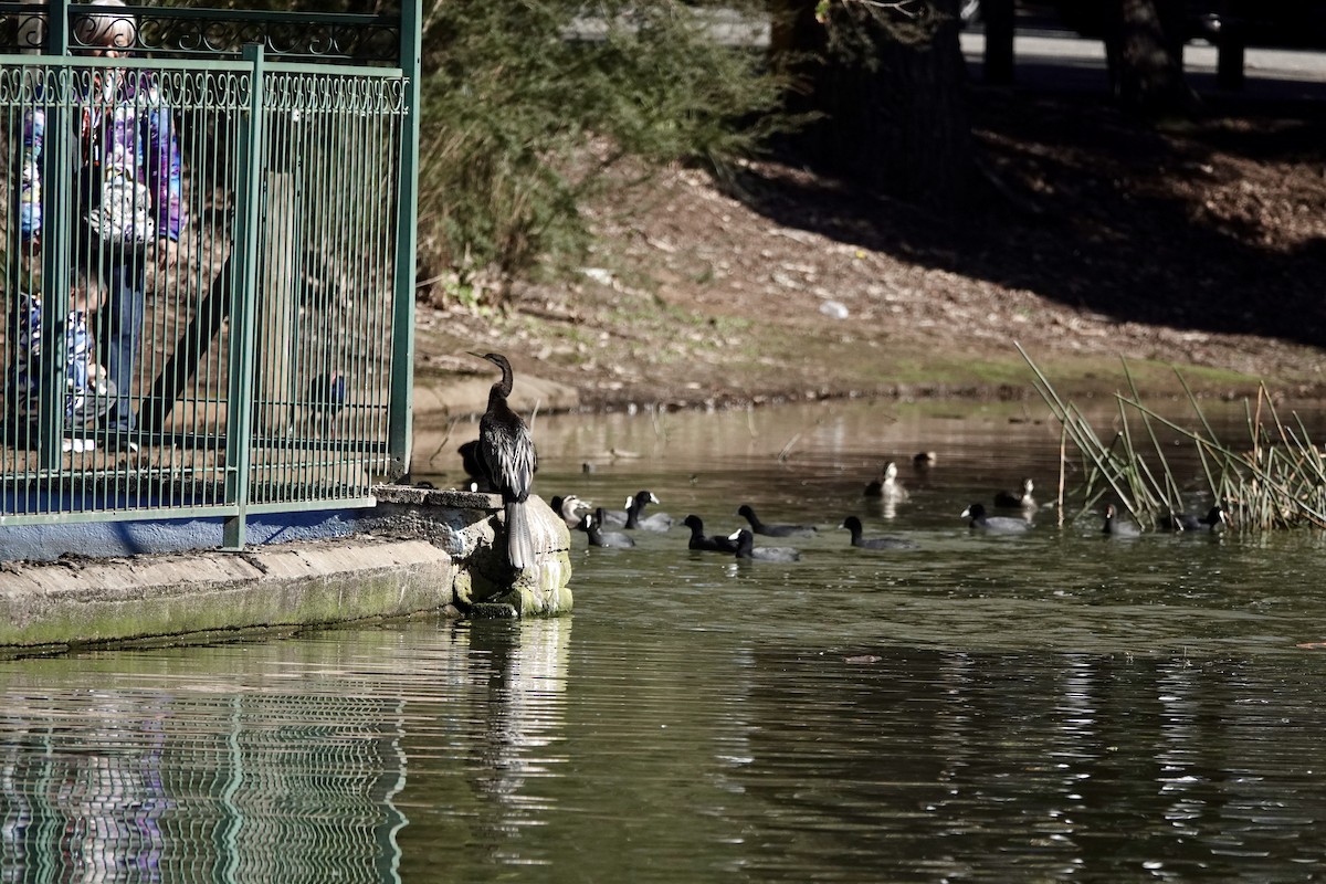 Australasian Darter - ML640071819