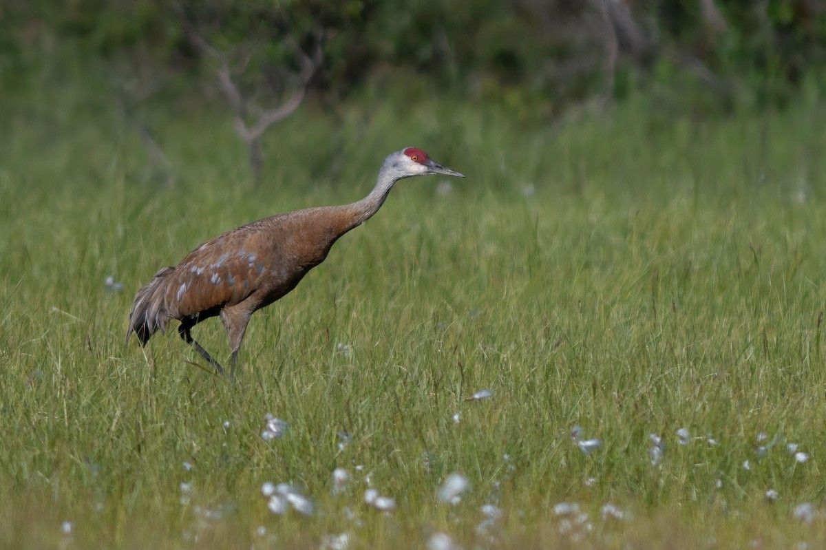 Sandhill Crane - ML640071944