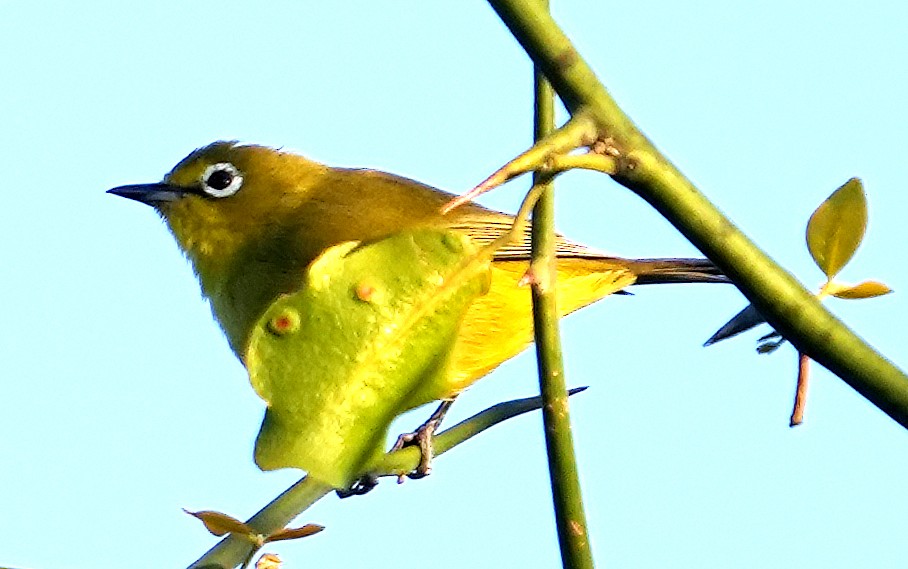 Südbrillenvogel - ML640071948