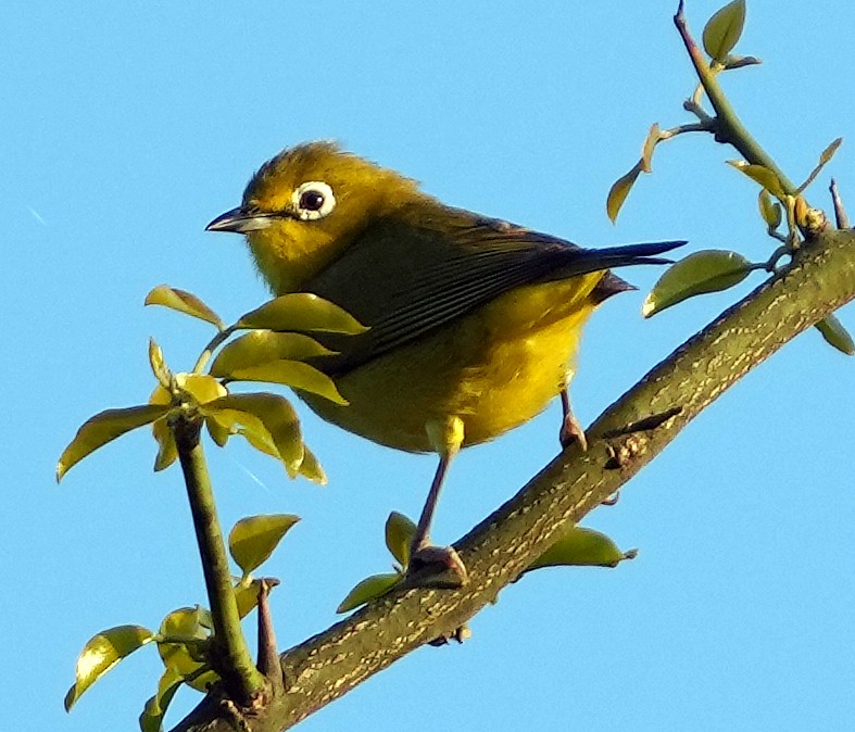 Südbrillenvogel - ML640071949