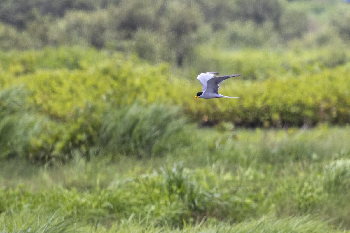 River Tern - ML640071987