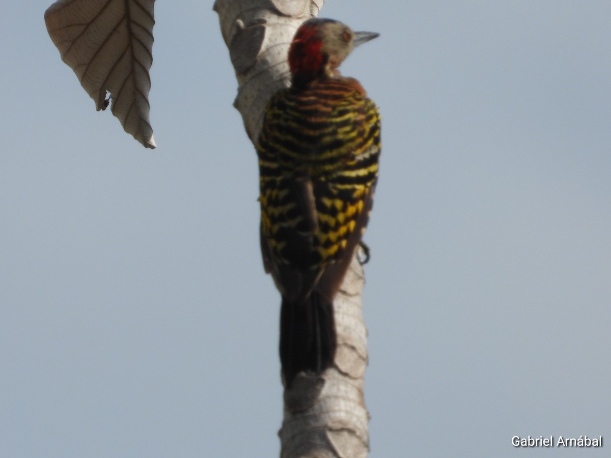 Hispaniolan Woodpecker - ML640071993
