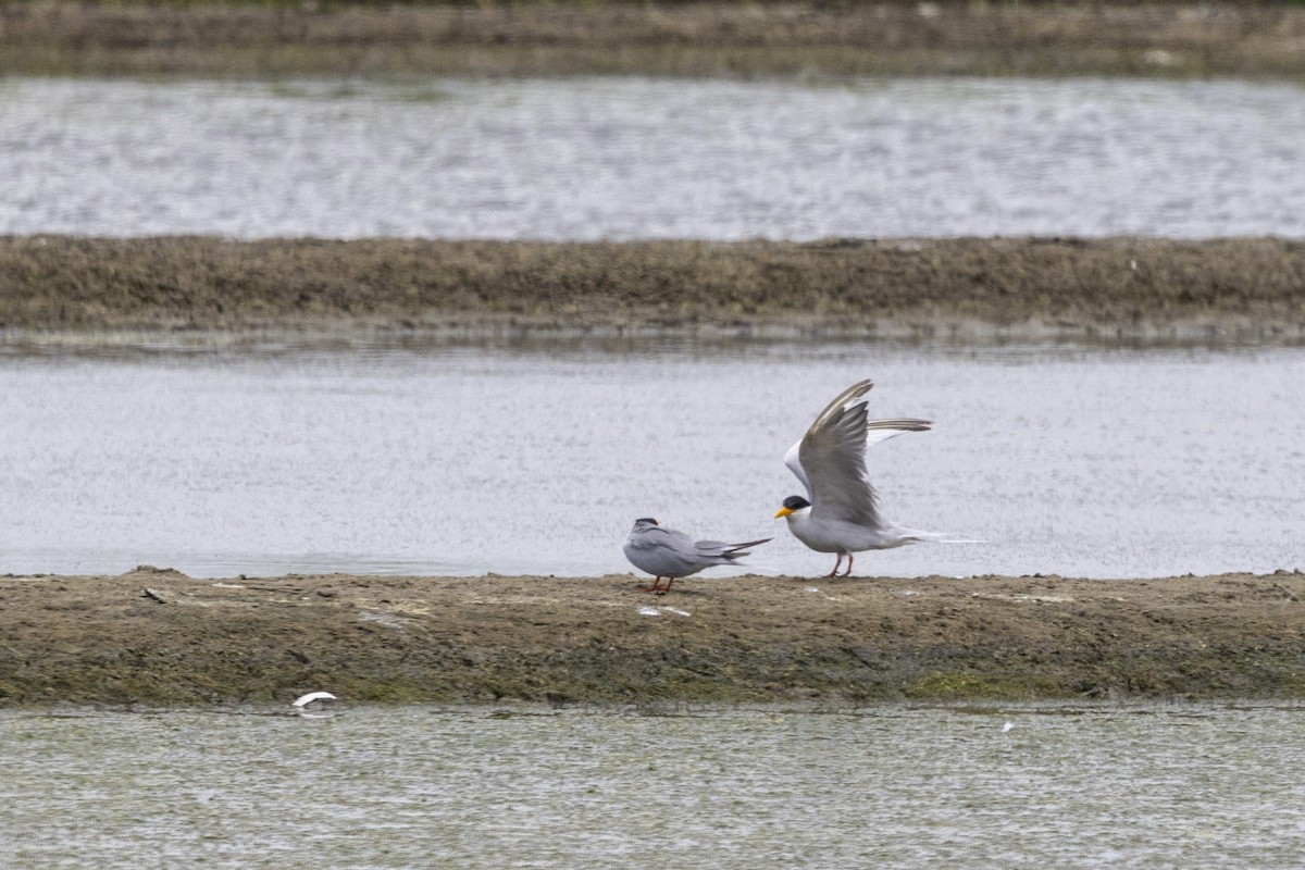 River Tern - ML640071997